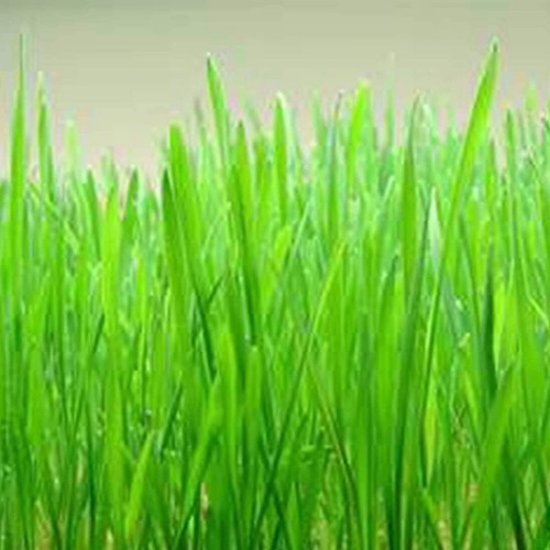 Cat grass red wheat 300 - cat, 300+
